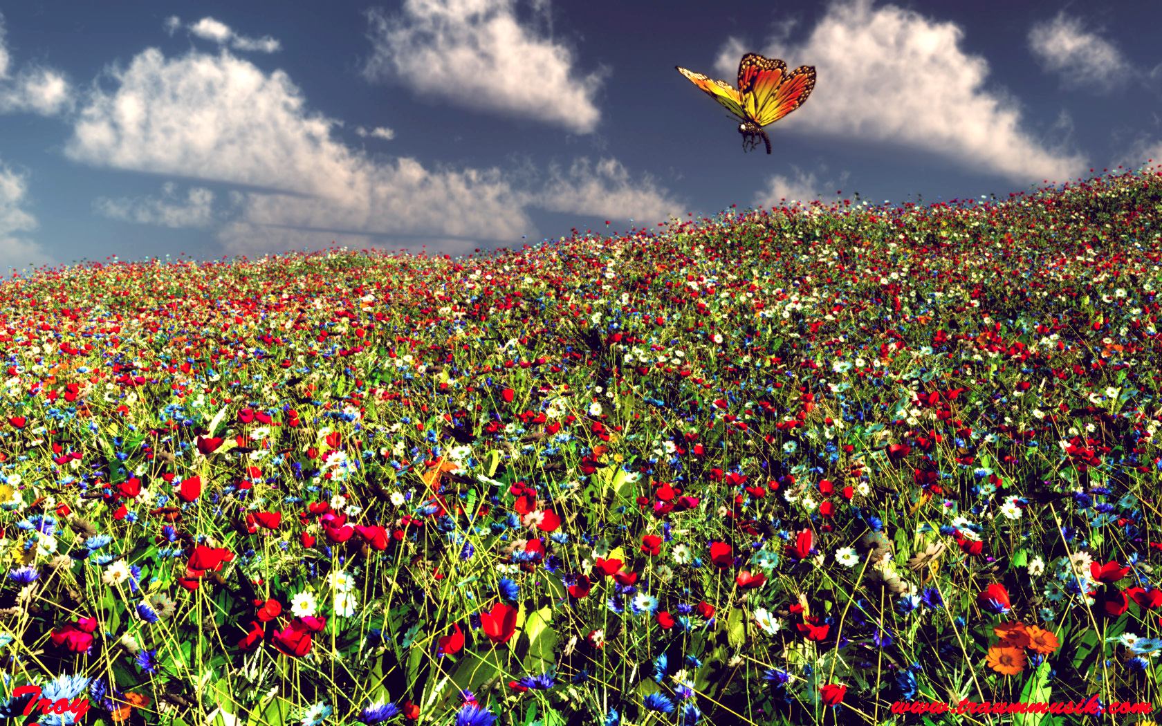 bunte blumenwiese schmetterling mohn margeriten kornblumen