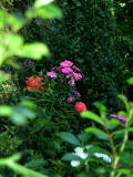 rosen lachs rosa rosé rot orange fleißiges lieschen pink rosarot lila cotoneaster mit roten beeren garten blumen blüten wallpaper tiefenschärfe vordergrund unscharf
